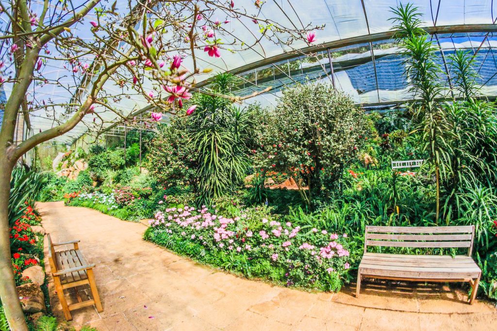 Szkółka drzew i krzewów Grąbczewscy